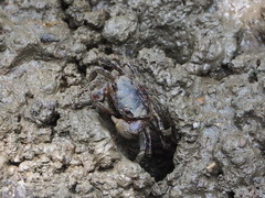 Pseudohelice subquadrata