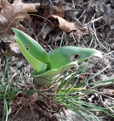Himantoglossum robertianum