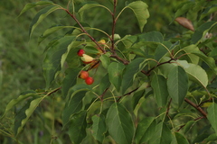 Malus baccata