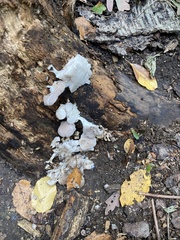 Pleurotus