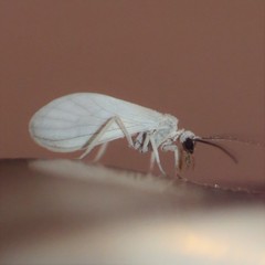 Semidalis