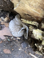 Pleurotus