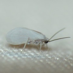 Semidalis