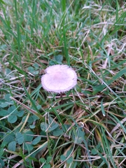 Fungi