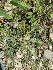 Senna crotalarioides
