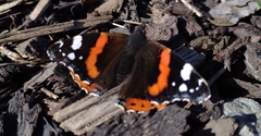 Vanessa atalanta