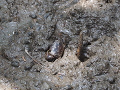 Pseudohelice subquadrata