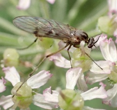 Sylvicola punctatus