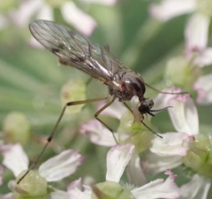 Sylvicola punctatus