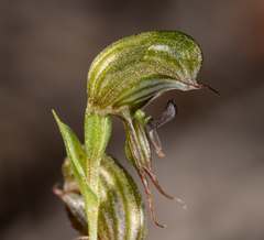 Pterostylis sargentii