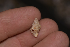 Phycothais reticulata