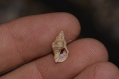 Phycothais reticulata