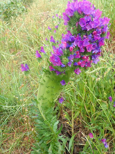 Echium plantagineum iNat (2)
