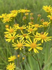 Senecio brasiliensis
