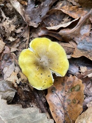 Tricholoma subluteum