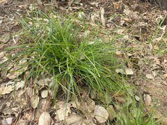 Carex olbiensis