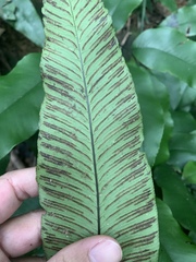 呂一起(Lyu yi-chi), CC BY, iNaturalist via GBIF Diplazium lineolatum, photograph 呂一起(Lyu yi-chi), CC BY, iNaturalist via GBIF