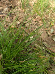 Carex olbiensis