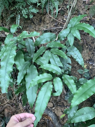 Diplazium lineolatum, photograph 3
