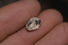 Patelloida latistrigata