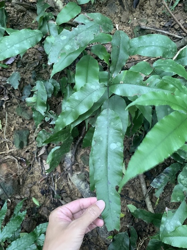 Diplazium lineolatum, photograph 4