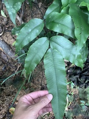 呂一起(Lyu yi-chi), CC BY, iNaturalist via GBIF Diplazium lineolatum, photograph 呂一起(Lyu yi-chi), CC BY, iNaturalist via GBIF
