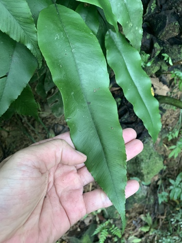 Diplazium lineolatum, photograph 5
