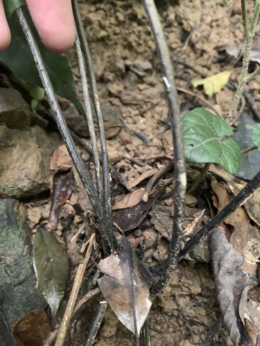 Diplazium lineolatum, photograph 6