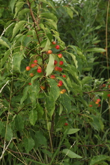 Malus baccata