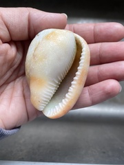 Cypraecassis testiculus