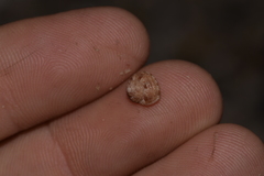 Eurytrochus strangei