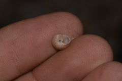 Eurytrochus strangei