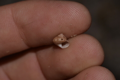 Eurytrochus strangei