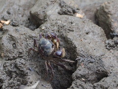 Pseudohelice subquadrata