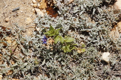 Lysimachia arvensis caerulea