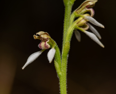 Eriochilus dilatatus multiflorus