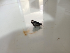 Udaspes folus