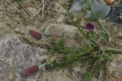 Pulsatilla bungeana