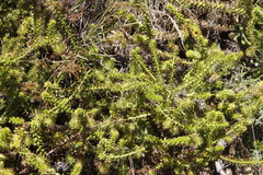 Cullumia setosa