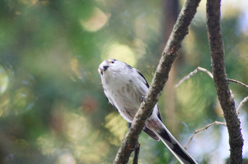 Mito común (Aegithalos caudatus)