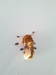 Megalopyge megalopygae