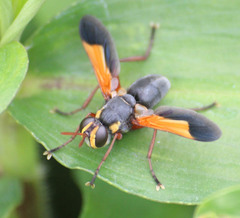Paraclara