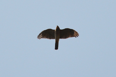 Accipiter nisus