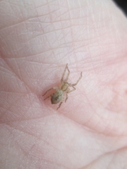 Araneae
