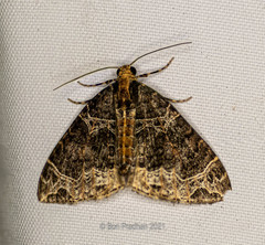 Ecliptopera postpallida