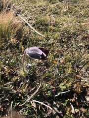 Pulsatilla rubra