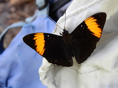 Adelpha melanthe