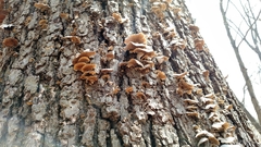 Fungi