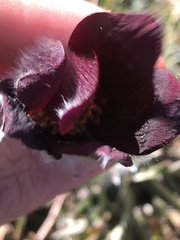 Pulsatilla rubra