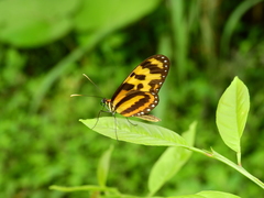 Mechanitis menapis occasiva